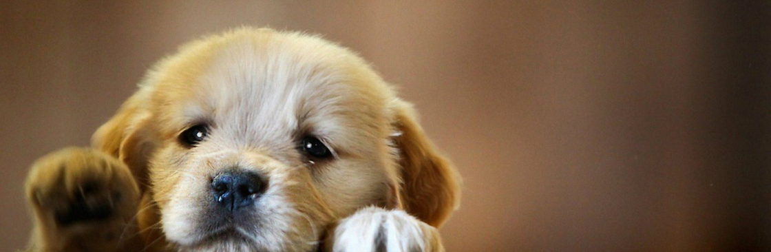 Gentle Pet Passages Cover Image